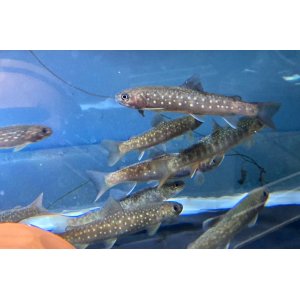 日本淡水魚（日淡・川魚）・淡水エビ・水生生物・水草・飼育用品を全国へ通販【リバースケッチ】