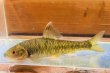 画像1: カワヒガイ　（特大）　京都産　♂