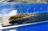 画像: ゴクラクハゼ　（小）　徳島産　５匹セット