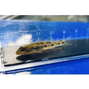 画像: ゴクラクハゼ　徳島産　３匹セット