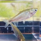 画像: ハクレン　利根川水系産 