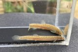 画像: ドジョウ　（約4cm：マドジョウ）　千葉産　◇