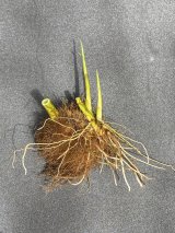 画像: ヨシ　（葦の根の玉：芽が出てきています）　小