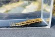 画像5: オオシマドジョウ　（約6〜8cm）　奈良産　３匹セット