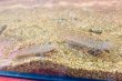 画像3: ヒメハゼ