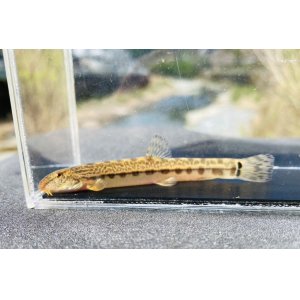 画像: オオシマドジョウ　（約6〜8cm）　奈良産
