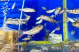 画像: 特価　アマゴ　（小）　５匹セット