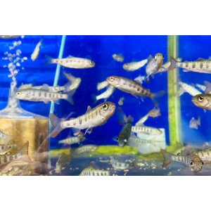 画像: 特価　アマゴ　（小）　５匹セット