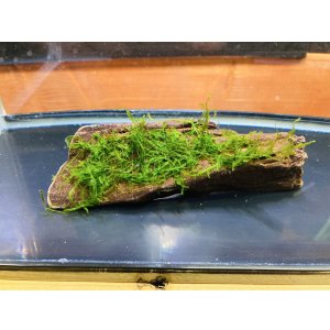 画像: ウィローモスつき流木  （小）