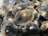 画像: ドブ貝　琵琶湖水系産　７コセット