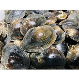 画像: ドブ貝　琵琶湖水系産　７コセット