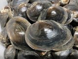 画像: ドブ貝　琵琶湖水系産