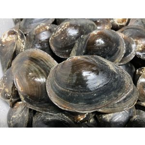 画像: ドブ貝　琵琶湖水系産