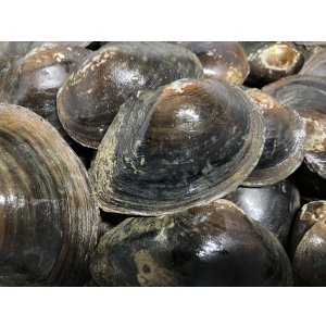 画像: ドブ貝　琵琶湖水系産　３コセット