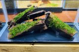 画像: ウィローモスつき流木３コ＋流木２コ （小）