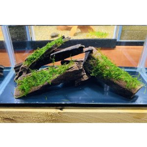 画像: ウィローモスつき流木３コ＋流木２コ （小）