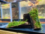 画像: ウィローモスつき流木２コ＋流木１コ （小）