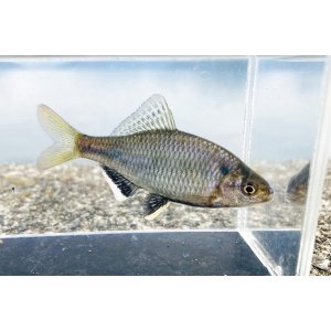 画像: シロヒレタビラ　（大：婚姻色）　琵琶湖産　♂