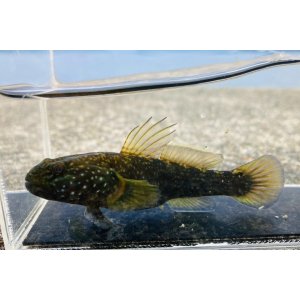 画像: ヌマチチブ　（やや大）　琵琶湖産