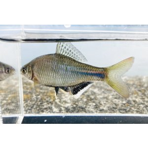 画像: シロヒレタビラ　（大：婚姻色）　琵琶湖産　♂２匹セット