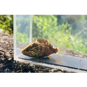 画像: オヤニラミ　（中）　滋賀産