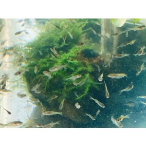画像: カネヒラ　（ベビー）　１０匹
