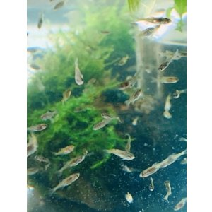 画像: 特価　カネヒラ　（ベビー）　３０匹セット