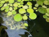 画像: アマゾンフロックピット（浮草）　３つ