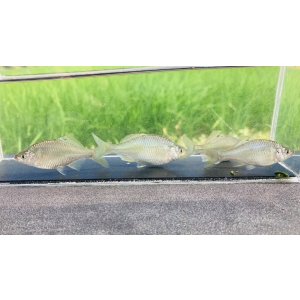 画像: カネヒラ　（約5〜６cm）　琵琶湖水系産　３匹