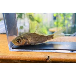 画像: “エゾアカブナ” (約5〜6cm) 北海道産 3匹セット