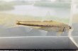 画像3: スゴモロコ　（中）　琵琶湖水系産