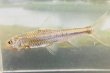 画像4: スゴモロコ　（やや大）　琵琶湖水系産　３匹セット