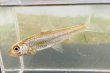 画像5: スゴモロコ　（やや大）　琵琶湖水系産　３匹セット
