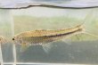 画像3: スゴモロコ　（やや大）　琵琶湖水系産　３匹セット