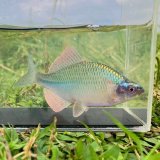 画像: カネヒラ　（大：婚姻色美）　琵琶湖水系産　♂♂♂３セット