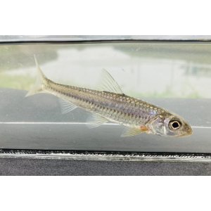 画像: スゴモロコ (やや大) 琵琶湖水系産 3匹セット