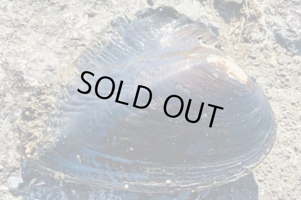 画像1: イケチョウ貝　（約19cm）