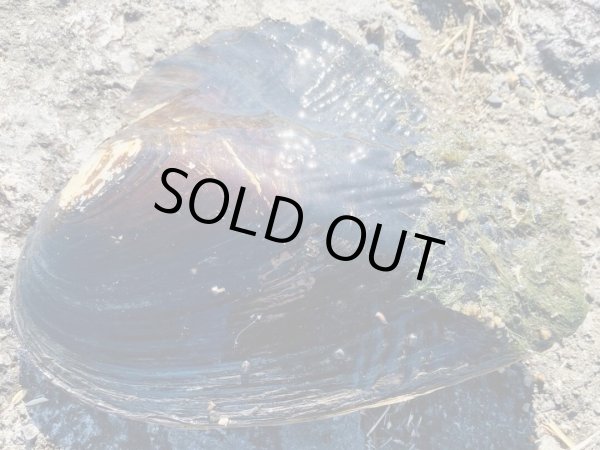 画像3: イケチョウ貝　（約19cm）