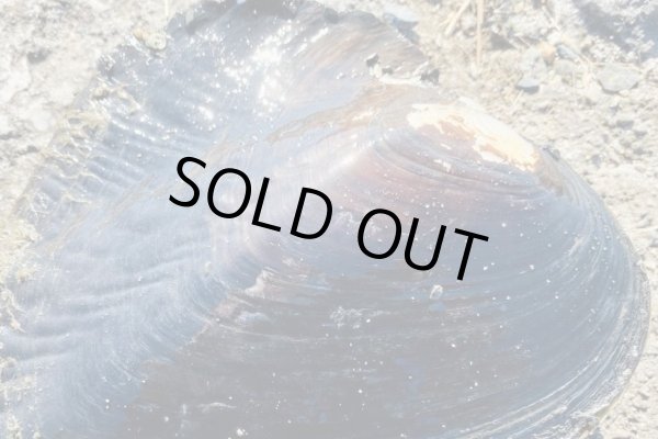 画像2: イケチョウ貝　（約19cm）