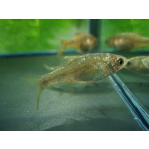 画像: 銀鱗ヤリタナゴ　（仔）　琵琶湖水系産