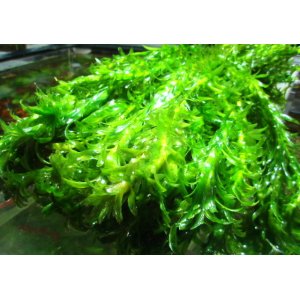 画像: アナカリス　（オオカナダモ）　九州産　５０本束