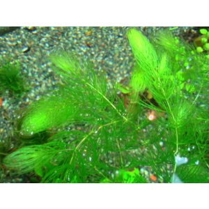 画像: マツモ　（約12〜20ｃｍ）　１０本