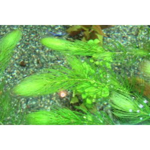 画像: マツモ　（約12〜20ｃｍ）　３本
