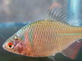 画像: ニッポンバラタナゴ　（約3〜5cm）　大阪産 　♂♀♀３匹