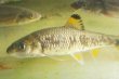 画像1: ビワヒガイ　（特大）　琵琶湖産　１ペア