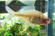 画像3: 透明鱗タイリクバラタナゴ　♀