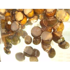 画像: 特価　イシマキ貝　（小）　5個　【水槽コケとり】