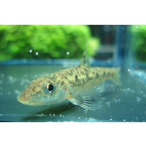 画像: ズナガニゴイ (小) 兵庫産