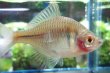 画像1: 透明鱗タイリクバラタナゴ　♀