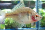 画像: 透明鱗タイリクバラタナゴ　♀